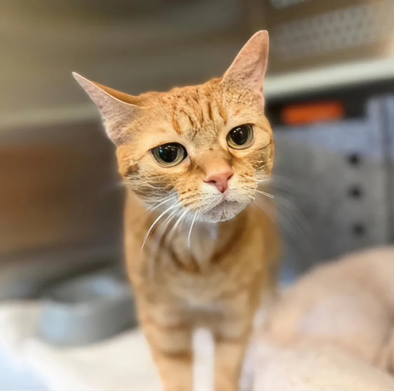 An adult medium-sized female Tabby (Orange / Red) Domestic Short Hair cat named Olive for adoption in Nashville, TN