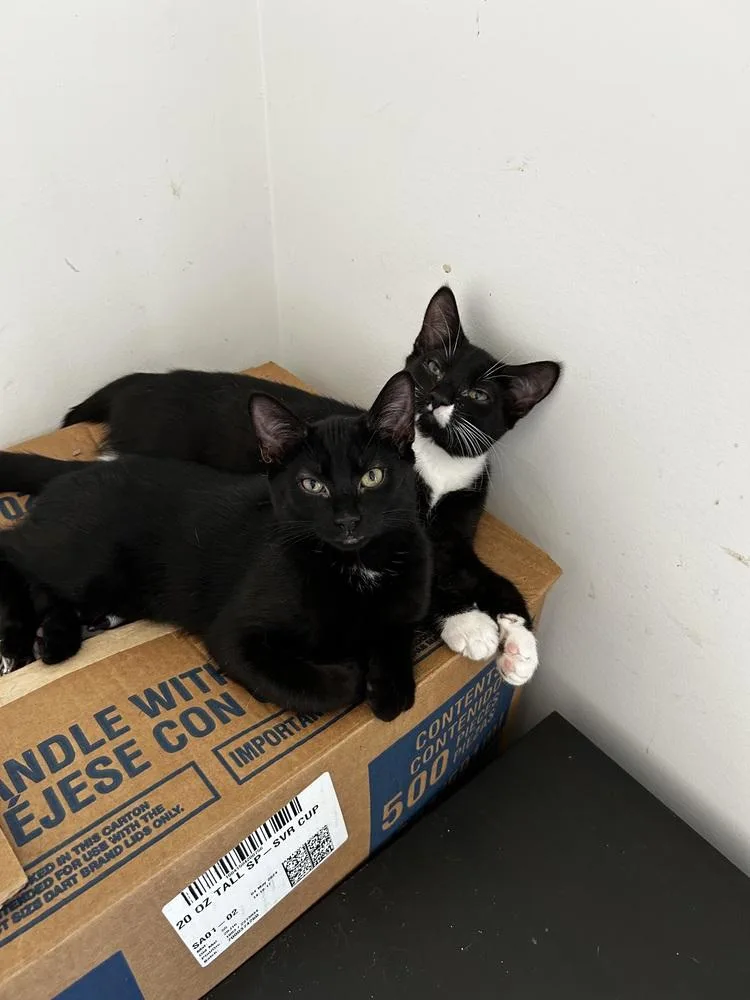 An adult medium-sized female Domestic Short Hair cat named Porscha MW for adoption in Greenville, SC