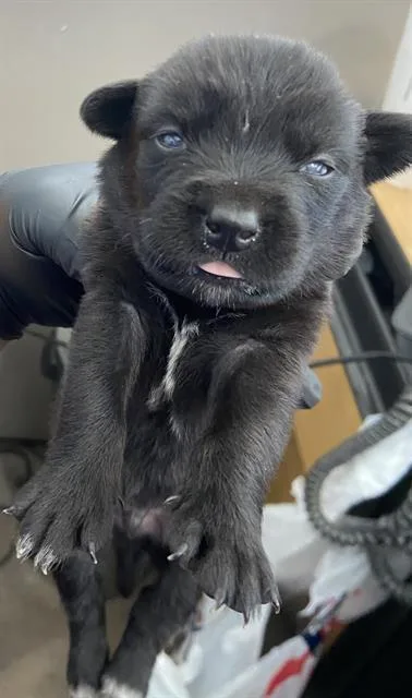 A baby large-sized male Mixed Breed dog named Arceus Arc for adoption in Dallas, TX