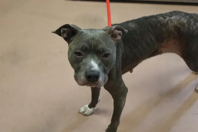 An adult medium-sized female Mixed Breed dog named Luna for adoption in Columbia, SC