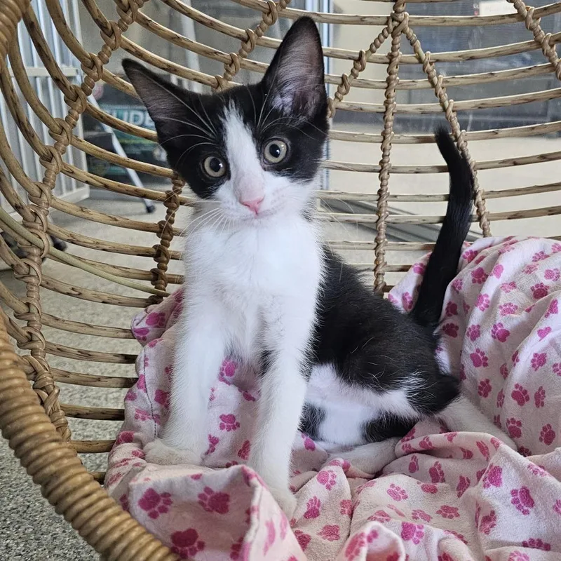 A baby small-sized male Black Domestic Short Hair cat named Vito for adoption in Monroe, MI