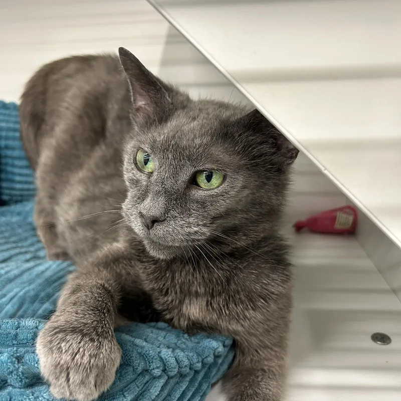 A senior medium-sized female Gray / Blue / Silver Domestic Short Hair cat named Cleopatra for adoption in Independence, OH