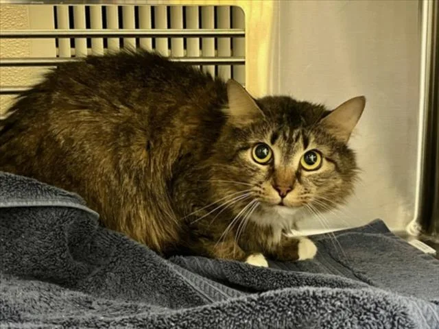 An adult medium-sized female Domestic Medium Hair cat named River for adoption in Chapel Hill, NC