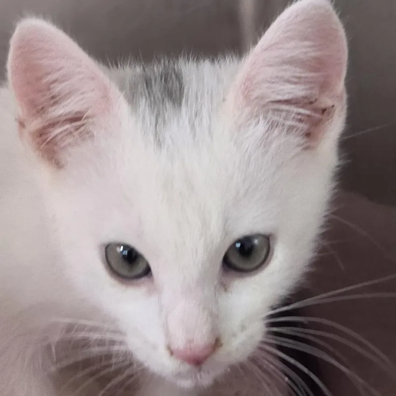 A baby small-sized male White Domestic Short Hair cat named Milo for adoption in Leander, TX