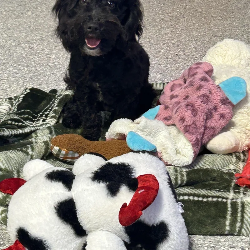 A young small-sized female Black Havanese dog named Billy Jean  lbs for adoption in Antwerp, OH