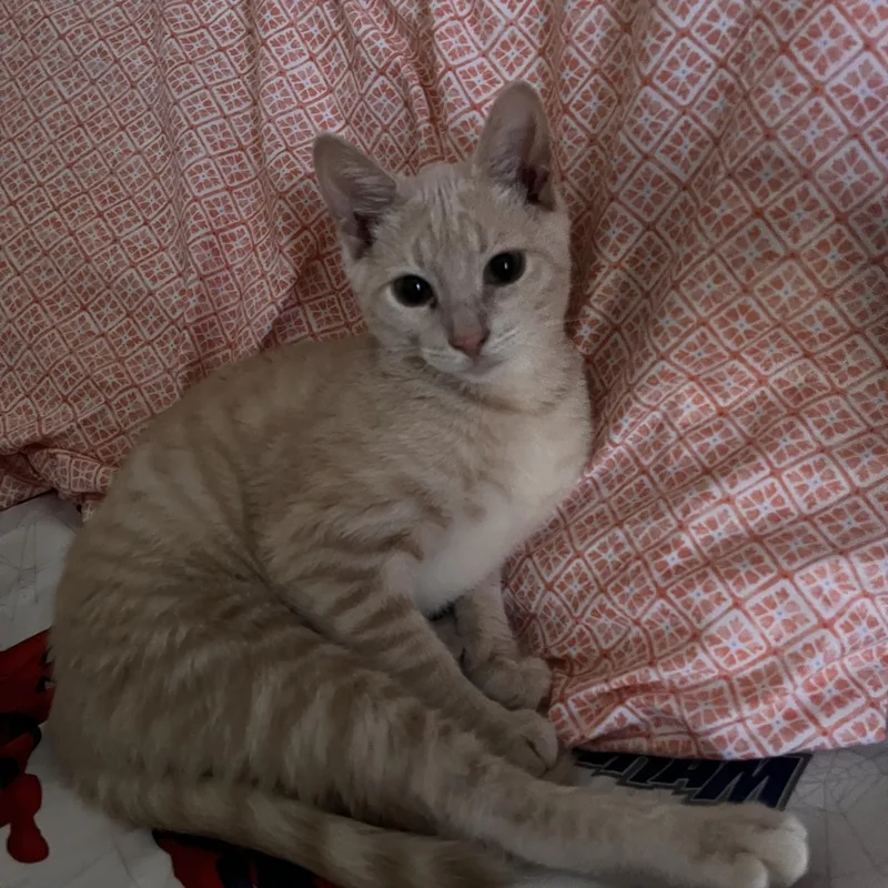 A young medium-sized male Domestic Short Hair cat named Taco for adoption in Jacksonville, FL