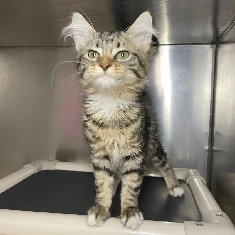 A young medium-sized female Domestic Long Hair cat named Saltine for adoption in Roanoke, VA