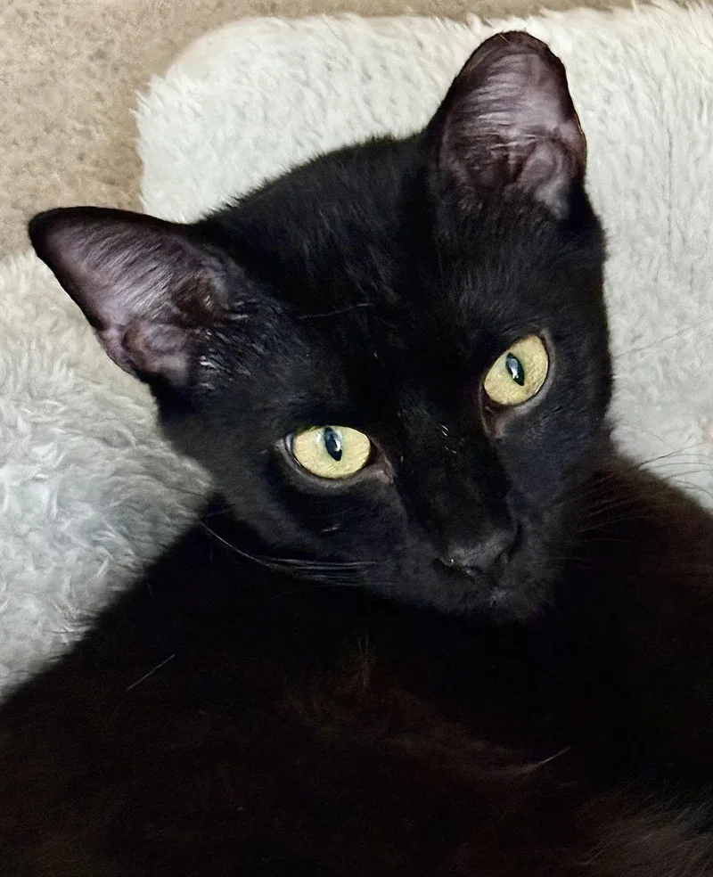A young medium-sized male Black Domestic Short Hair cat named Jasper for adoption in Tampa, FL