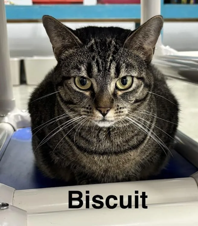 Biscuit