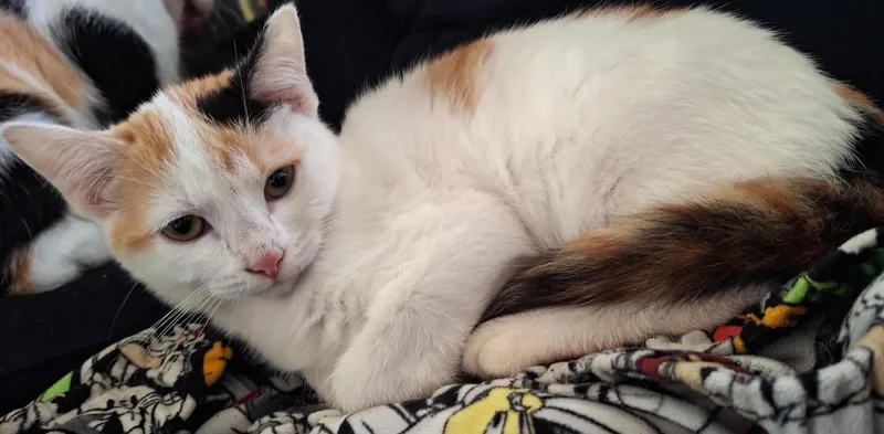 A baby small-sized female Calico cat named Grace for adoption in Beckley, WV