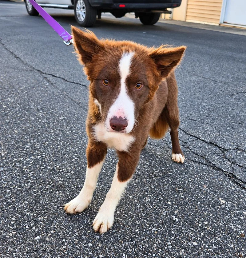 An adult medium-sized male Australian Shepherd dog named Chox for adoption in Grand Rapids, MI