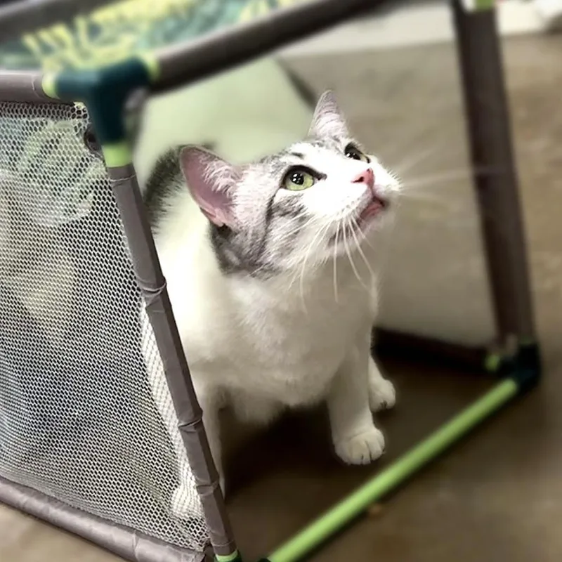 A senior large-sized female Gray / Blue / Silver Domestic Short Hair cat named Phoebe for adoption in Houston, TX
