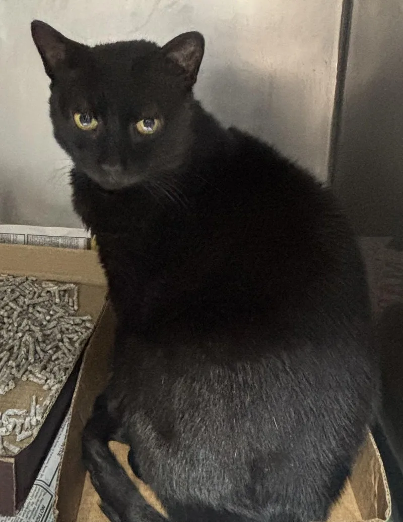 An adult large-sized male Black Domestic Short Hair cat named Drake for adoption in North Haven, CT