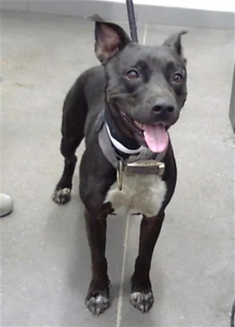 A young large-sized female Pit Bull Terrier dog named Wren for adoption in Mesa, AZ