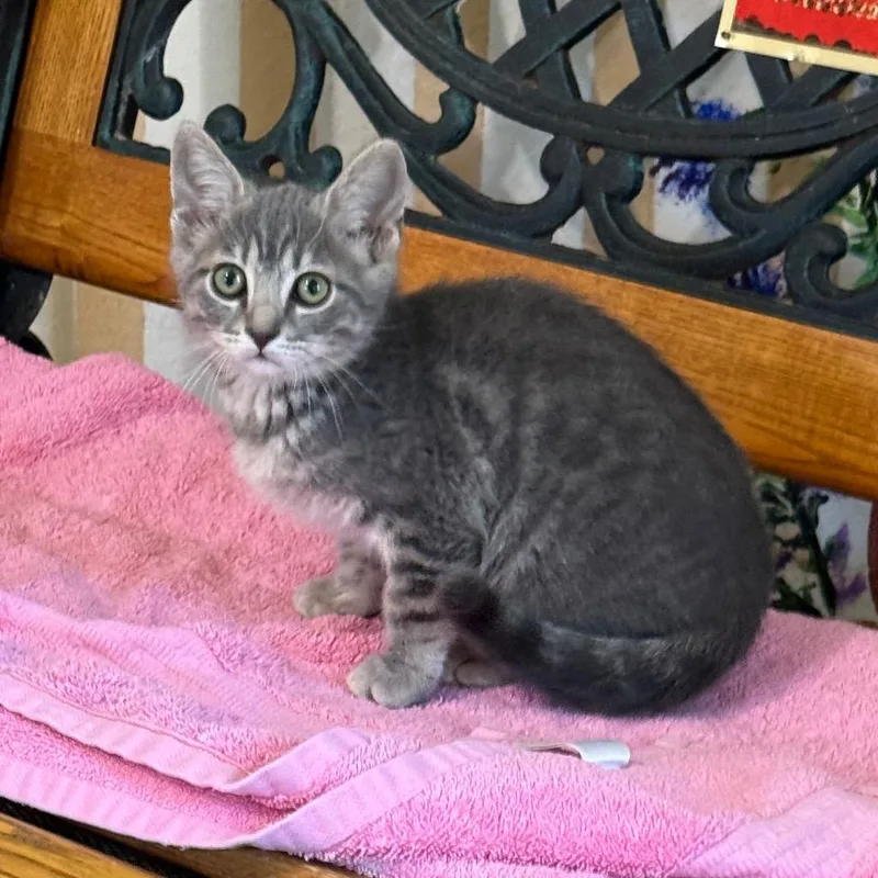 A baby small-sized female Domestic Short Hair cat named Sage 🌿 for adoption in Cambria, CA
