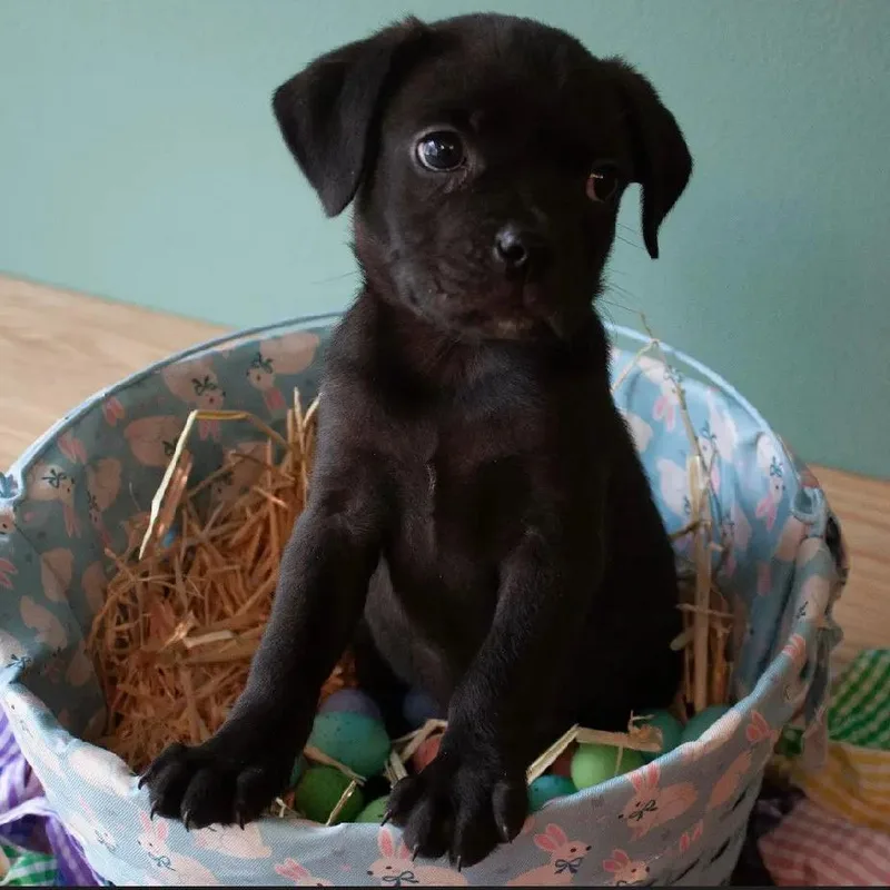 A baby small-sized male Black Boston Terrier dog named Belly Button for adoption in Waco, TX