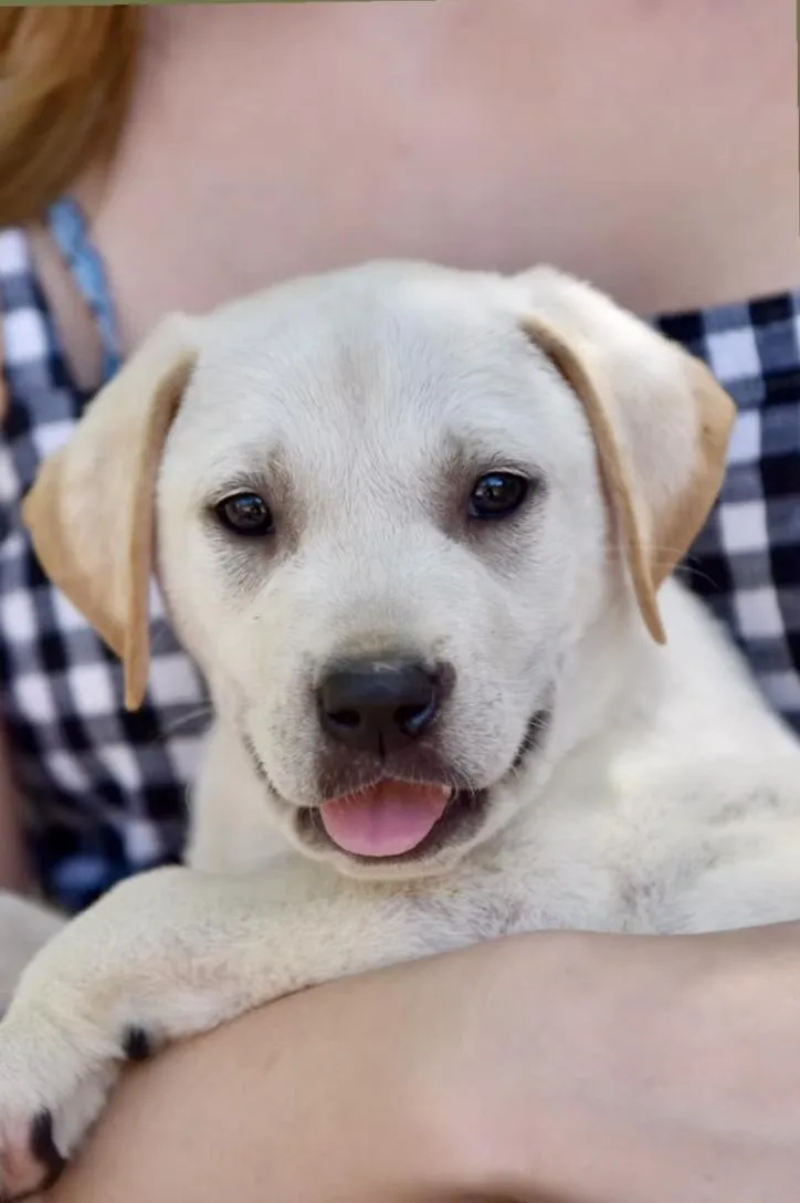 A baby medium-sized male White / Cream Labrador Retriever dog named Bradlee for adoption in Los Angeles, CA