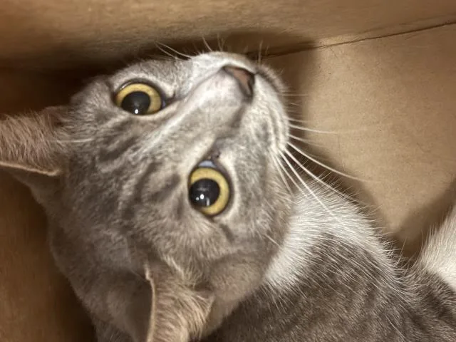 An adult small-sized female Domestic Short Hair cat named Chrissy for adoption in Riverside, CA