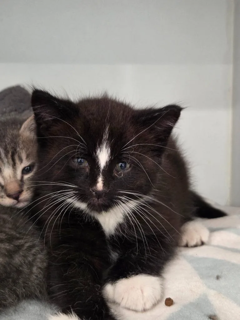 A baby small-sized male Domestic Short Hair cat named Frankie for adoption in Lunenburg, VT