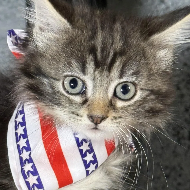 A baby small-sized female Black Domestic Short Hair cat named Fanta for adoption in Middle Village, NY