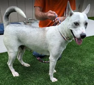 An adult medium-sized female Husky dog named Bella for adoption in Herndon, VA