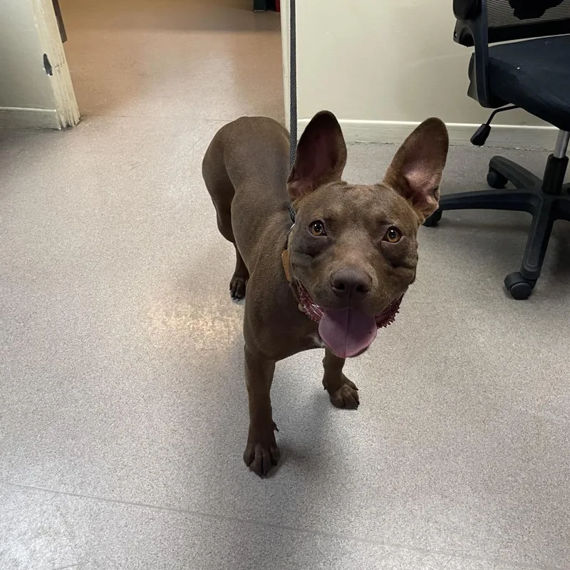 An adult medium-sized female Brown / Chocolate Pit Bull Terrier dog named Jinjer for adoption in Pasadena, CA