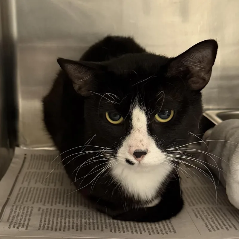 A young medium-sized male Domestic Short Hair cat named Elias for adoption in Hagerstown, MD