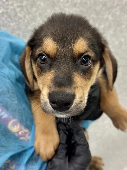 A baby large-sized male Mixed Breed dog named Benno for adoption in Wichita, KS