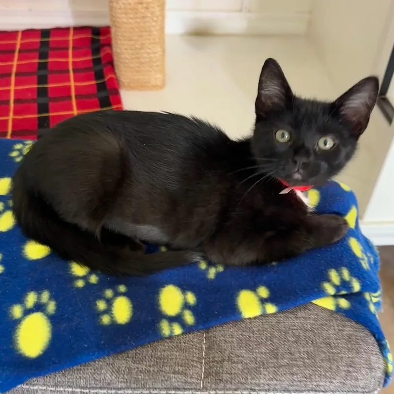 A baby small-sized female Domestic Short Hair cat named Lily for adoption in Cambria, CA