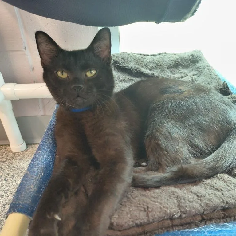 A young medium-sized male Black Domestic Short Hair cat named Browni for adoption in Knoxville, TN