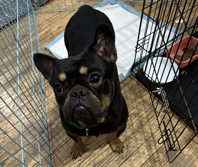 A young medium-sized male French Bulldog dog named Frankie for adoption in Marine City, MI