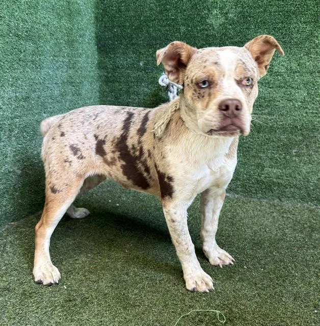 A young small-sized male Pit Bull Terrier dog named A for adoption in Lancaster, CA