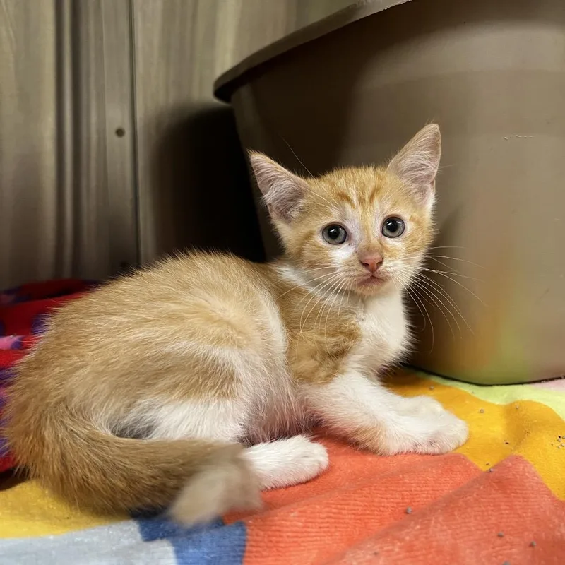 A baby small-sized female Domestic Short Hair cat named Blaze for adoption in Harrisville, WV