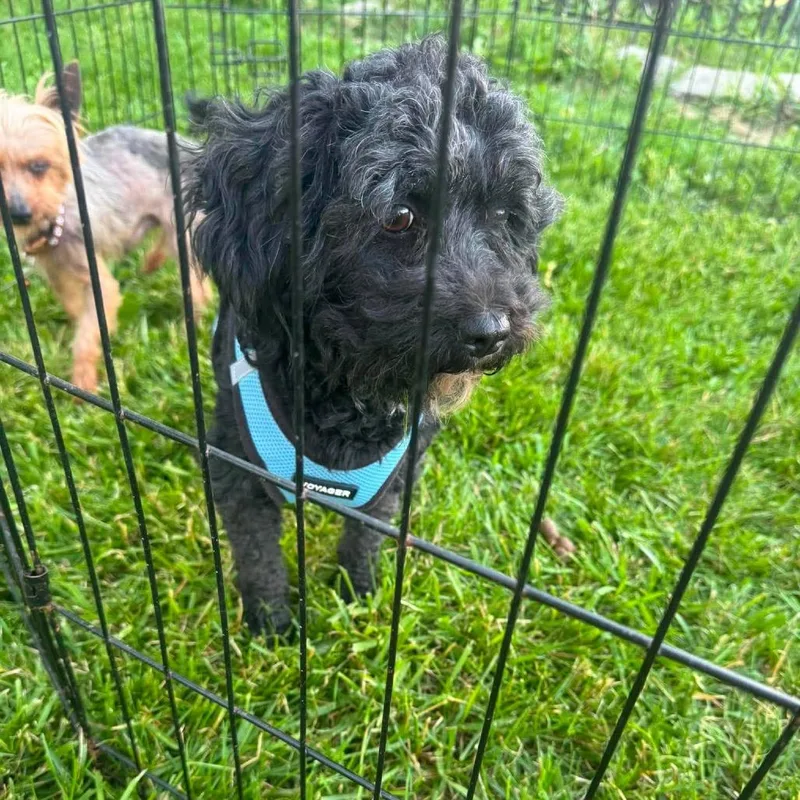 An adult small-sized female Black Shih Tzu dog named Merit for adoption in Peculiar, MO