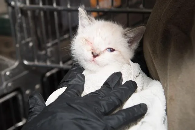 An adult small-sized male Siamese cat named Jack Sparrow for adoption in Santa Monica, CA