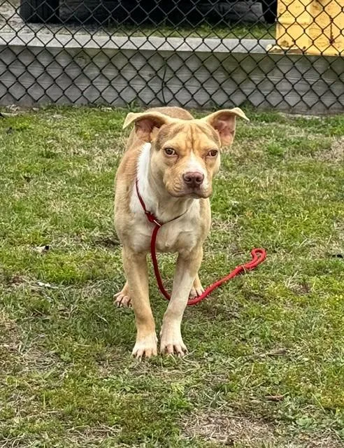 Flounder thumbnail 2