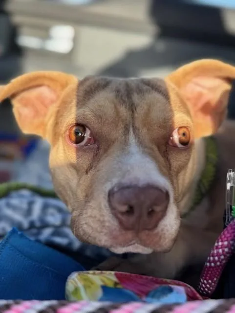 An adult medium-sized male Merle (Red) Pit Bull Terrier dog named Flounder for adoption in Lynn Haven, FL