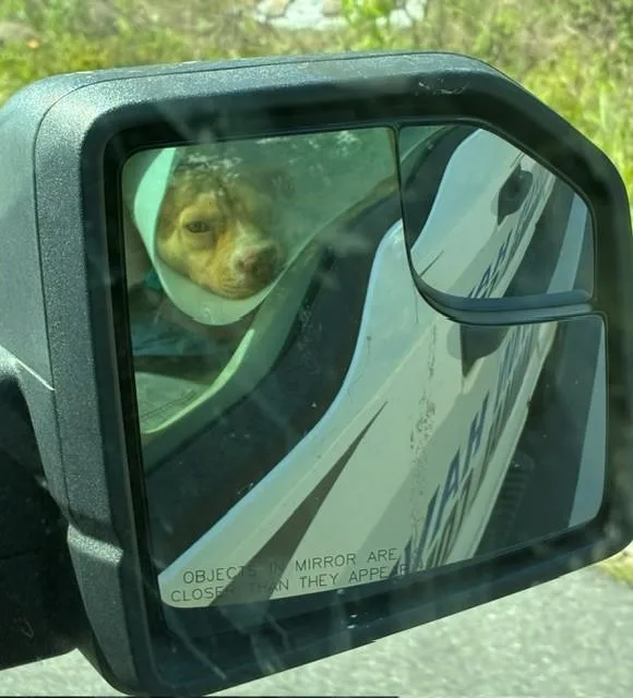 Flounder thumbnail 3