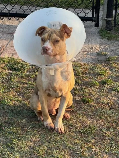 Flounder thumbnail 4