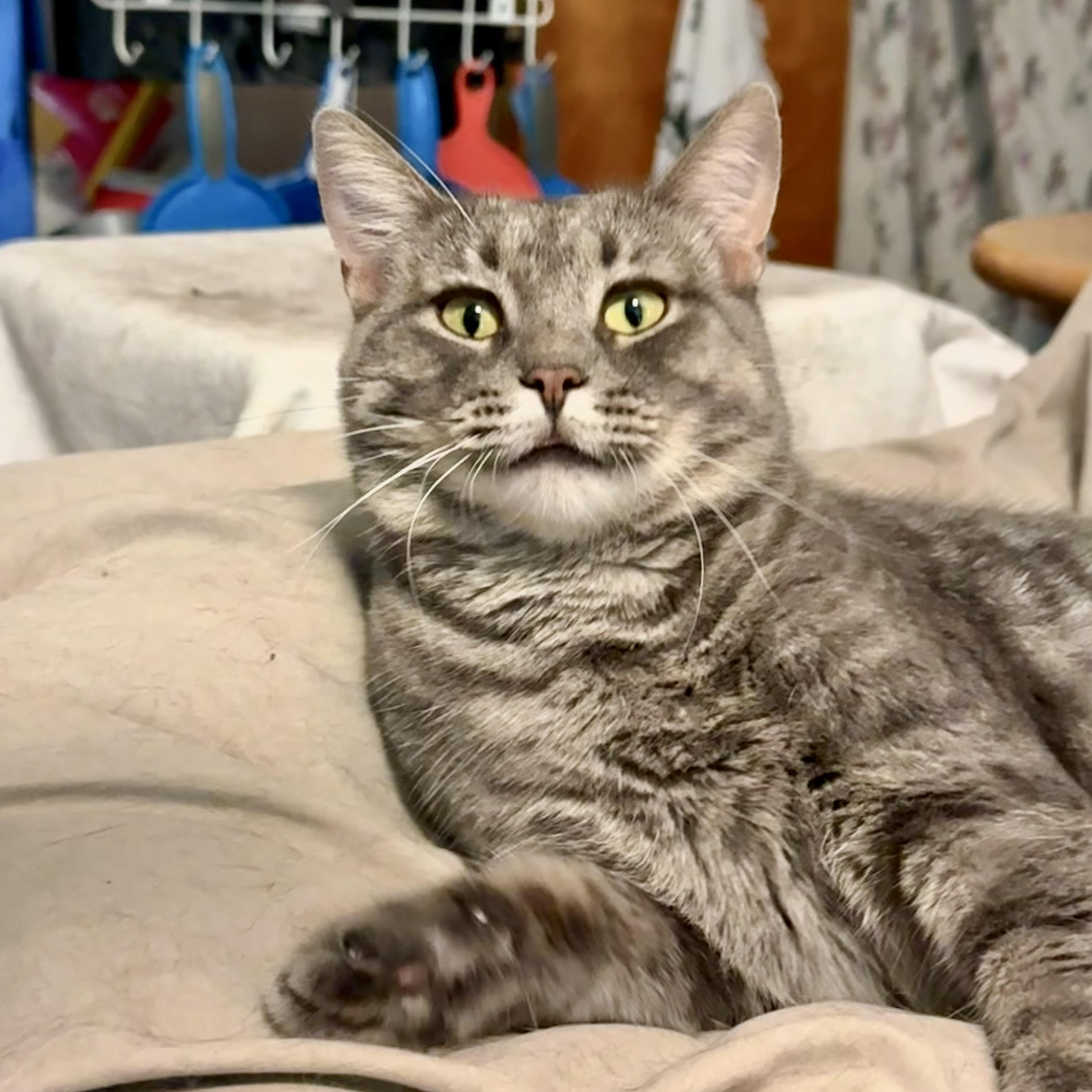 A young medium-sized female Tabby (Gray / Blue / Silver) Domestic Short Hair cat named Carleigh for adoption in Buffalo, NY