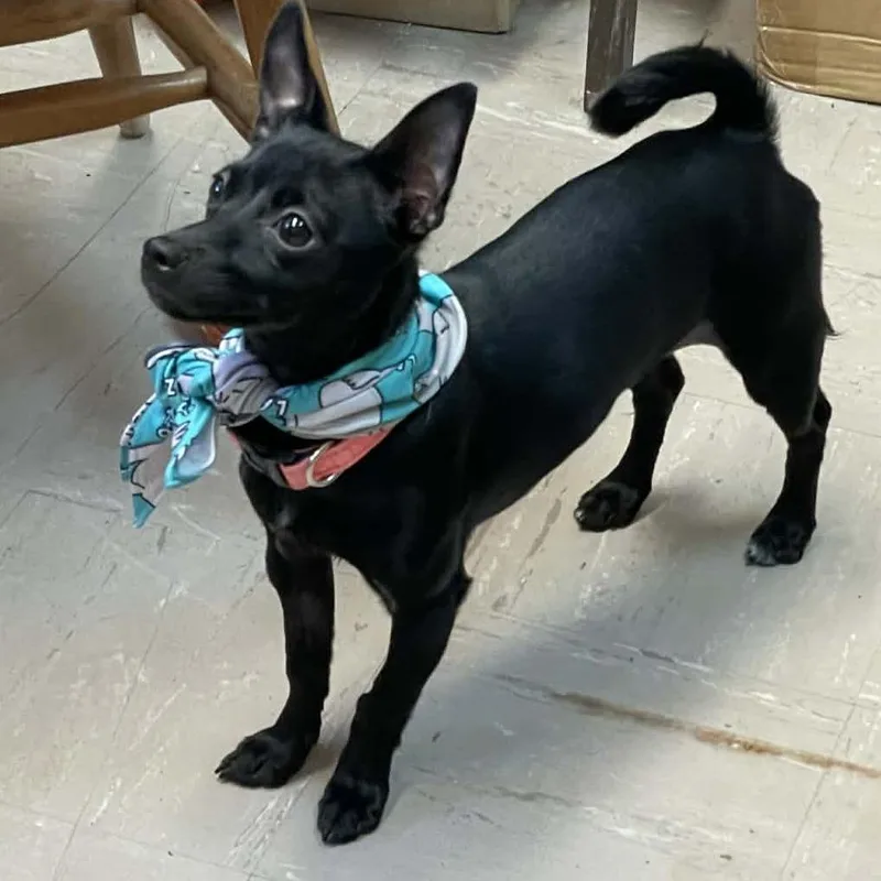 A young small-sized female Black Mixed Breed dog named Licorice for adoption in St. Helena, CA