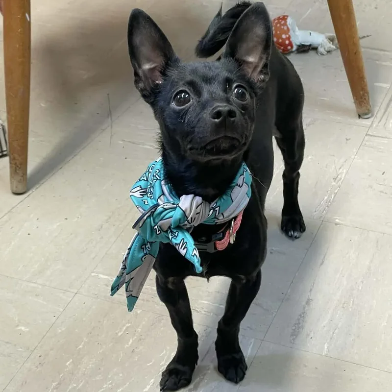 Licorice thumbnail 2