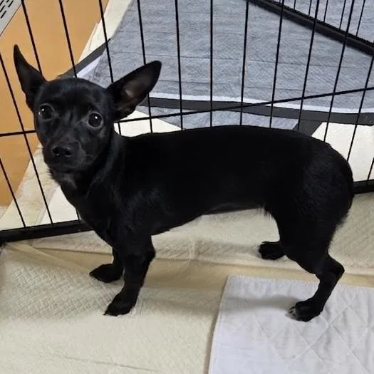 Licorice thumbnail 3