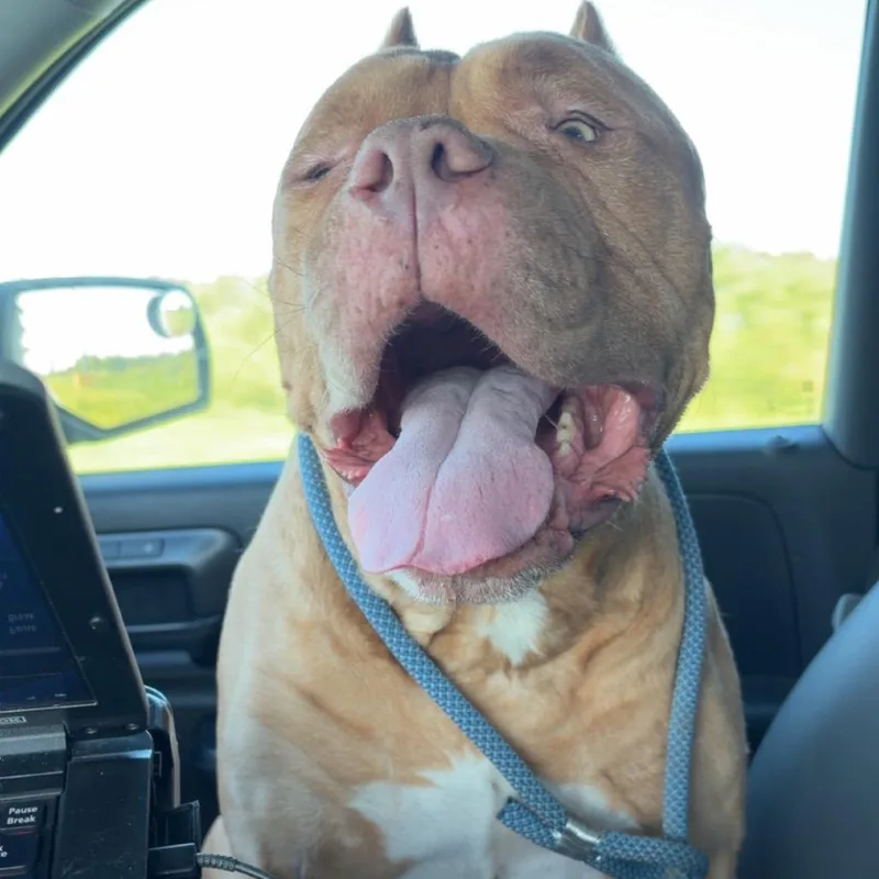 An adult large-sized male Dogue de Bordeaux dog named Babo for adoption in Galveston, TX