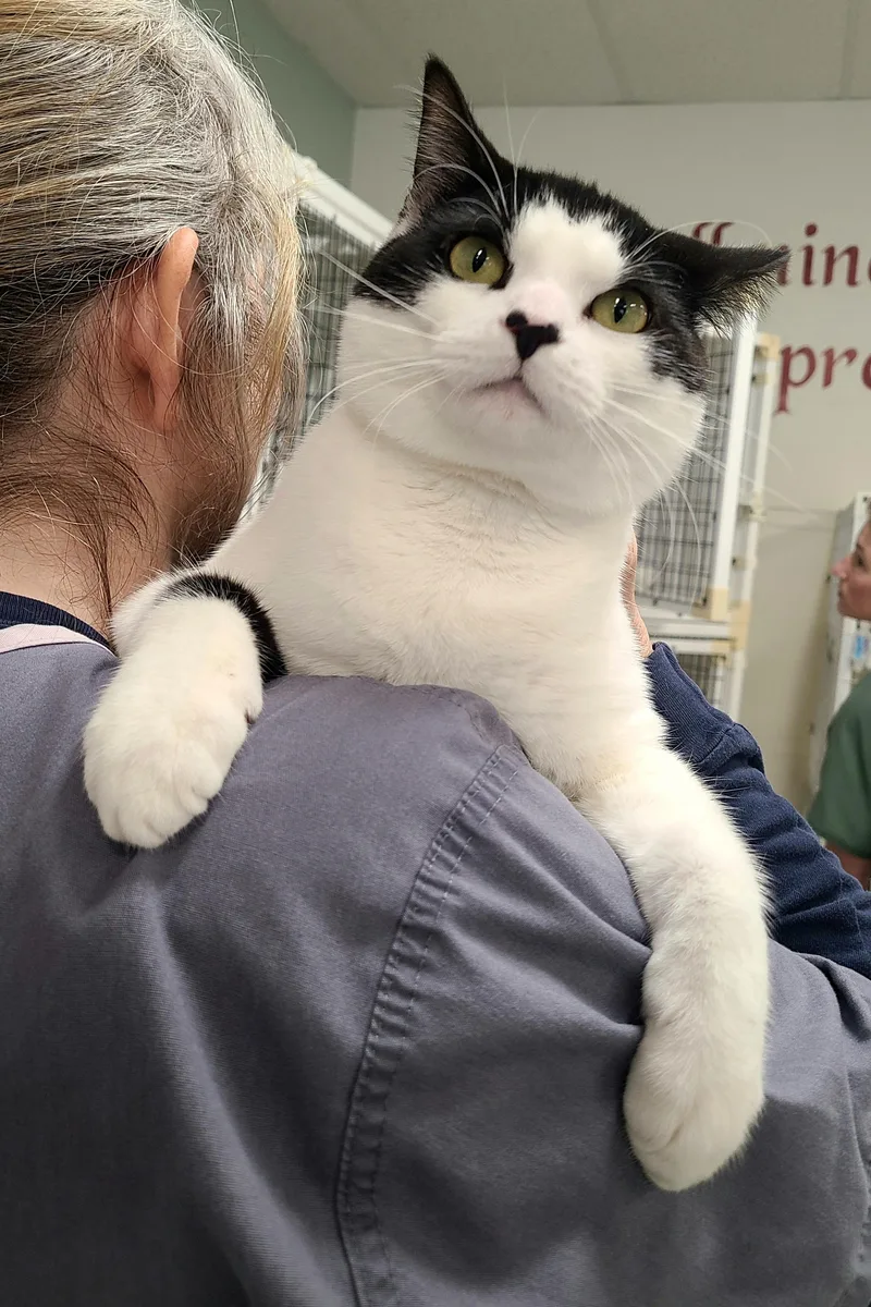 Valentino thumbnail 2