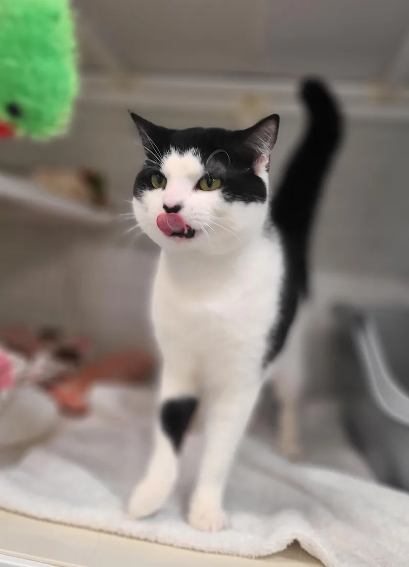 Valentino thumbnail 3