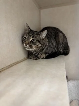 An adult medium-sized male Tabby (Brown / Chocolate) Domestic Short Hair cat named Mo and Milly for adoption in Salem, NH