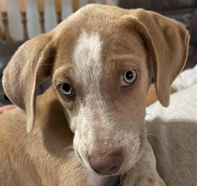 A baby large-sized male Yellow / Tan / Blond / Fawn Catahoula Leopard Dog named Cedar for adoption in Lincoln, NE