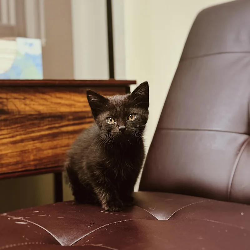 A baby medium-sized male Black Domestic Short Hair cat named Hobie Brown for adoption in BOONE, NC