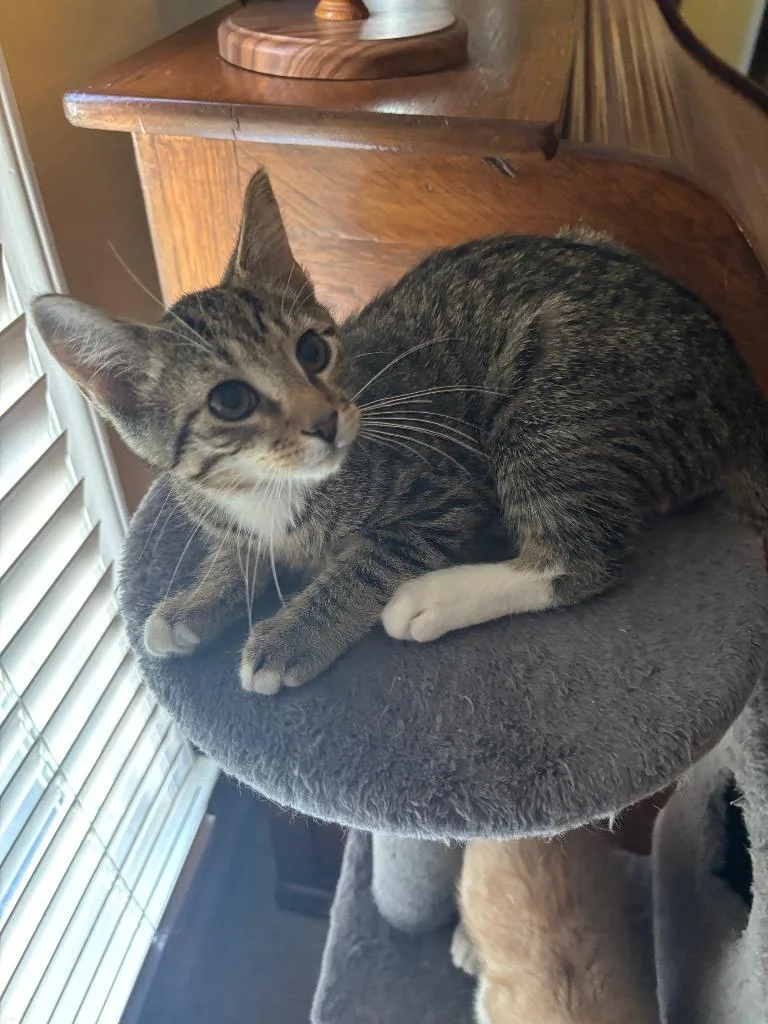 A baby medium-sized male Domestic Short Hair cat named Gadget for adoption in Youngsville, NC